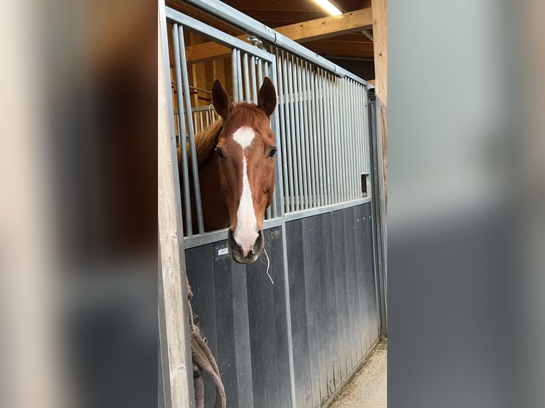 Pony da polo Giumenta 14 Anni 155 cm Sauro in Rafz