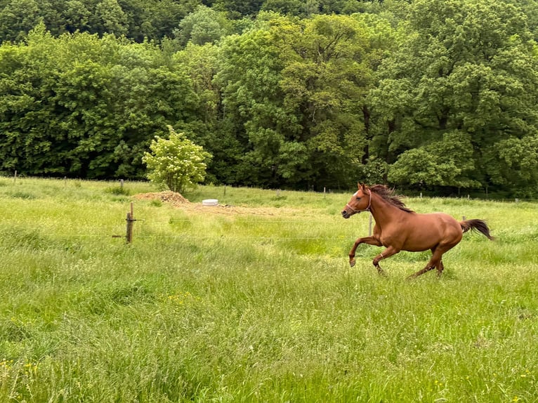 Pony da polo Giumenta 15 Anni 147 cm Sauro scuro in Austria