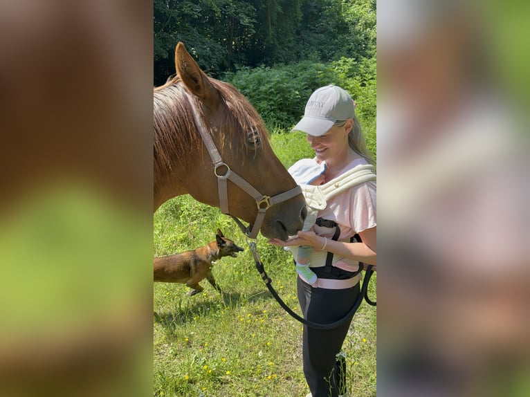 Pony da polo Giumenta 15 Anni 147 cm Sauro scuro in Austria