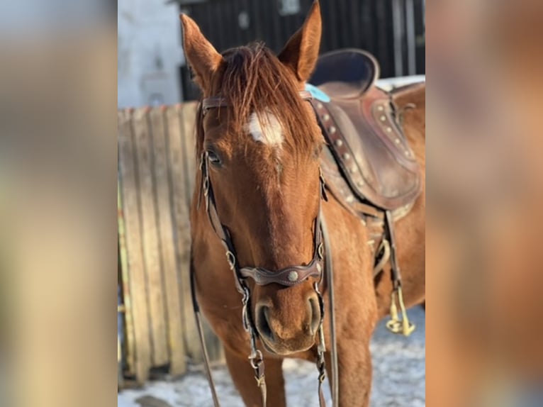 Pony da polo Giumenta 15 Anni 147 cm Sauro scuro in Austria