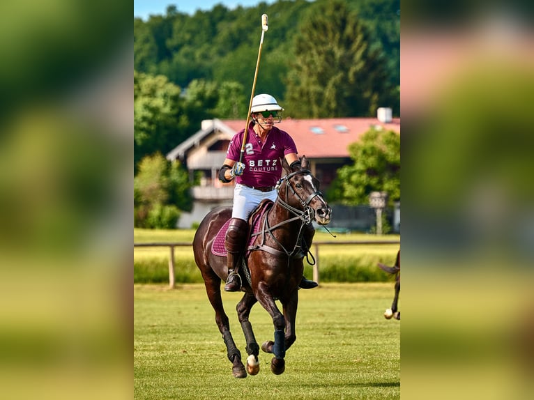 Pony da polo Giumenta 18 Anni Baio nero in München