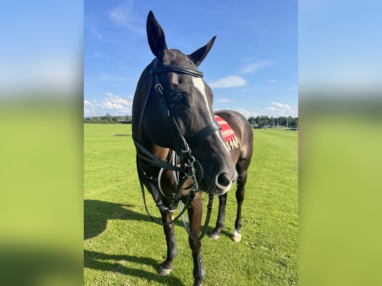 Pony da polo Giumenta 18 Anni Baio nero in München