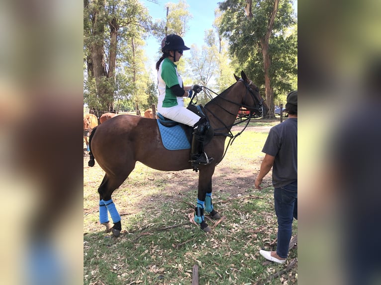 Pony da polo Giumenta 8 Anni 155 cm Baio in General Belgrano