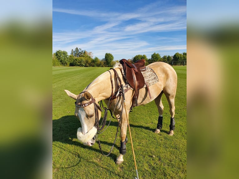 Pony da polo Giumenta 8 Anni Palomino in Nürnberg und Zürich