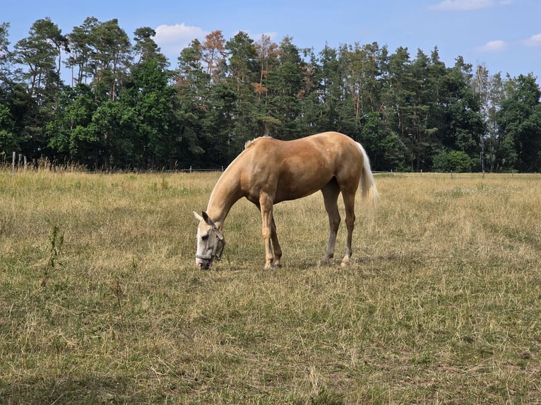 Pony da polo Giumenta 8 Anni Palomino in Nürnberg und Zürich