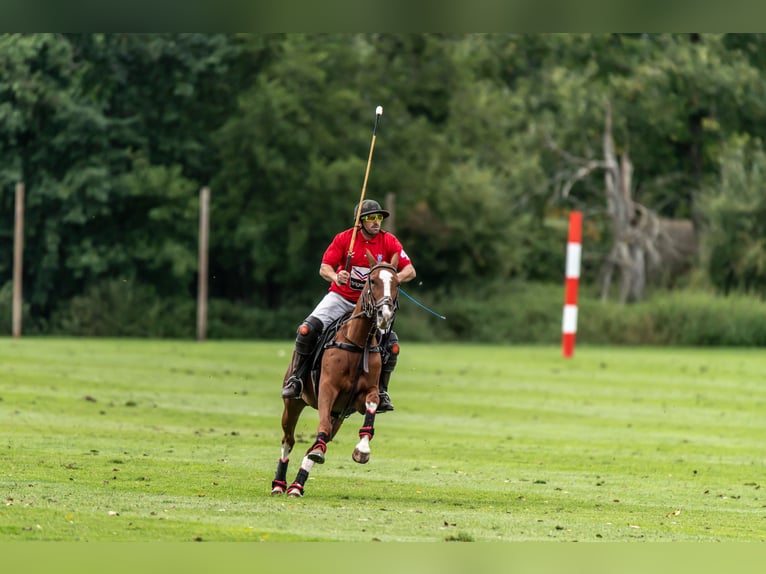 Pony da polo Giumenta 9 Anni 157 cm Sauro in Hettlingen Pony da polo Giumenta 9 Anni 157 cm Sauro in Hettlingen
