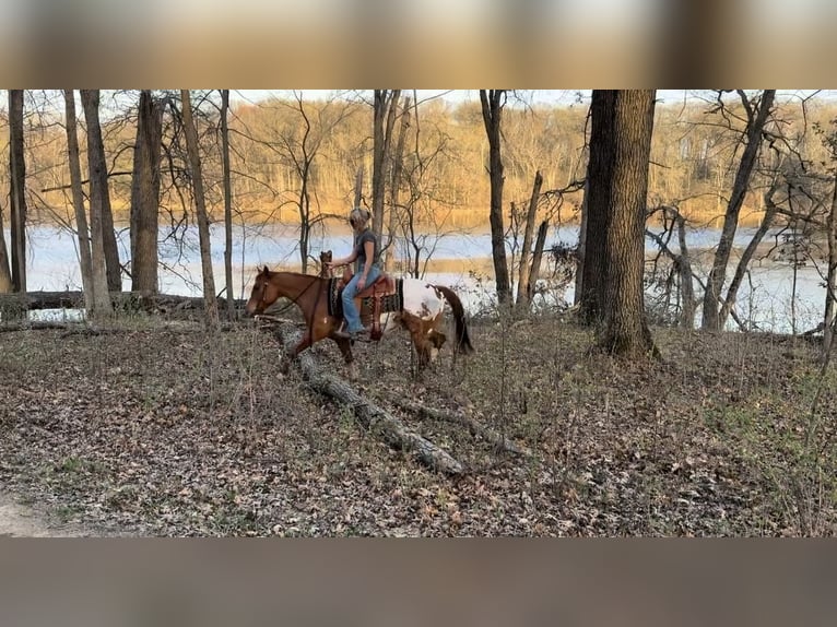 Pony de las Américas Caballo castrado 10 años 142 cm Alazán rojizo in Cannon Falls