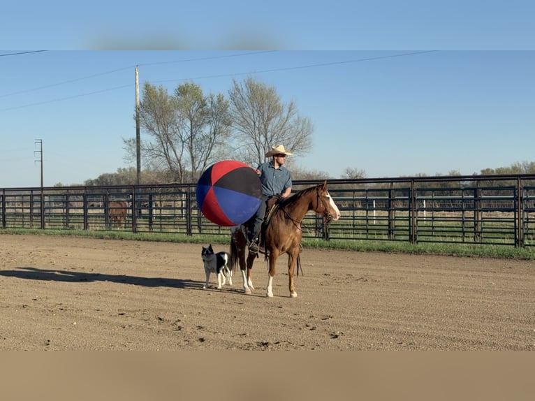 Pony de las Américas Caballo castrado 10 años 142 cm Alazán rojizo in Cannon Falls