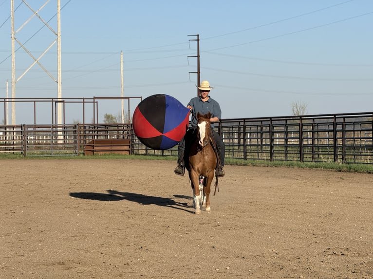 Pony de las Américas Caballo castrado 10 años 142 cm Alazán rojizo in Cannon Falls