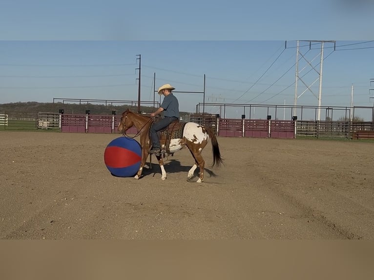 Pony de las Américas Caballo castrado 10 años 142 cm Alazán rojizo in Cannon Falls