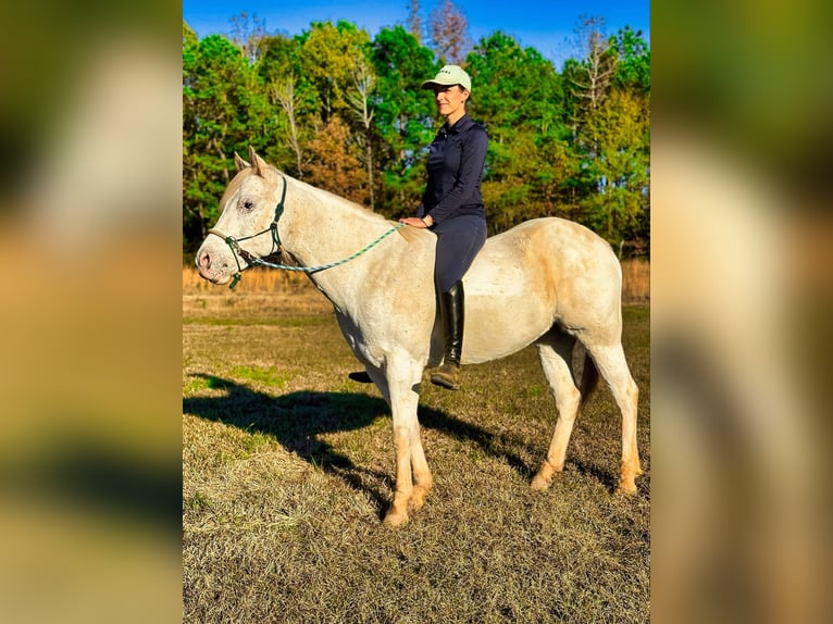 Pony de las Américas Caballo castrado 10 años 142 cm Tordo in Texarkana TX