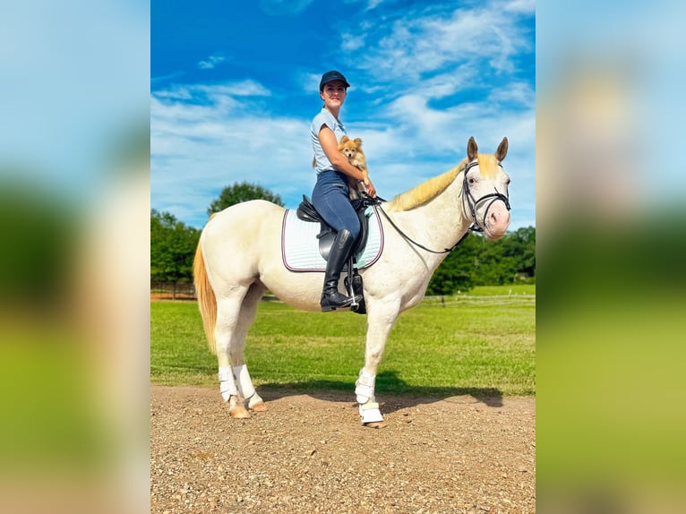 Pony de las Américas Caballo castrado 10 años 142 cm Tordo in Texarkana TX