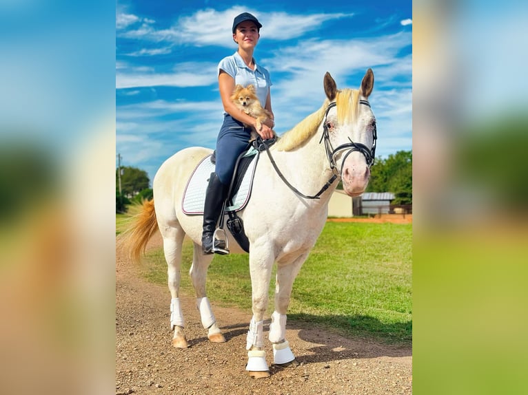 Pony de las Américas Caballo castrado 10 años 142 cm Tordo in Texarkana TX