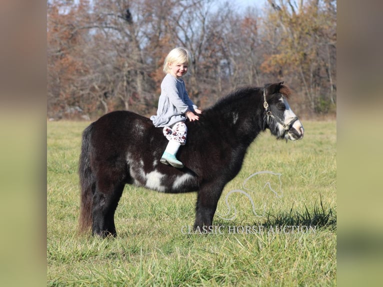 Pony de las Américas Caballo castrado 10 años 99 cm Negro in Charleston, IL