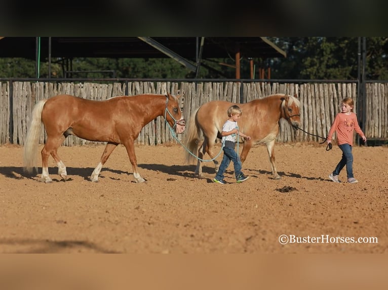 Pony de las Américas Caballo castrado 10 años Palomino in Weatherford TX