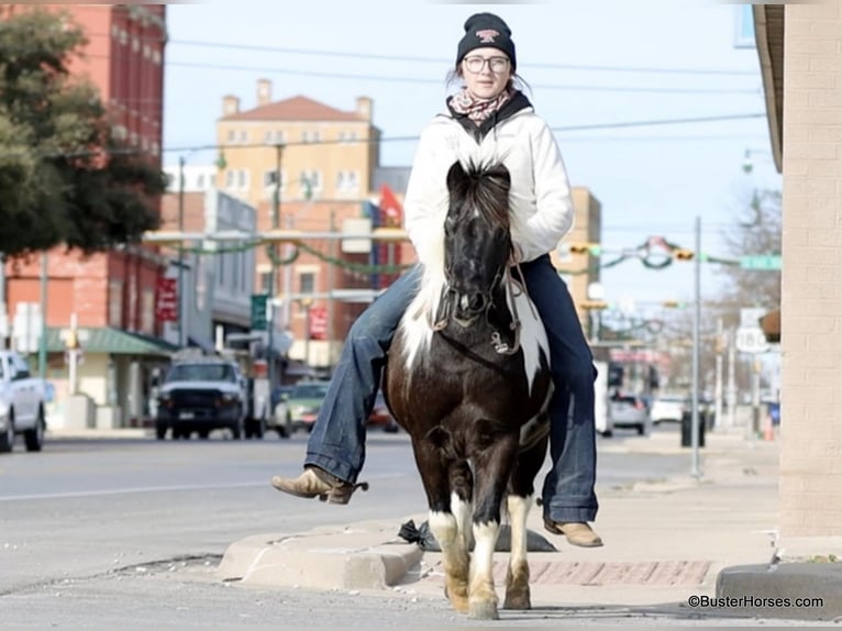 Pony de las Américas Caballo castrado 11 años 112 cm Tobiano-todas las-capas in Weatherford Tx