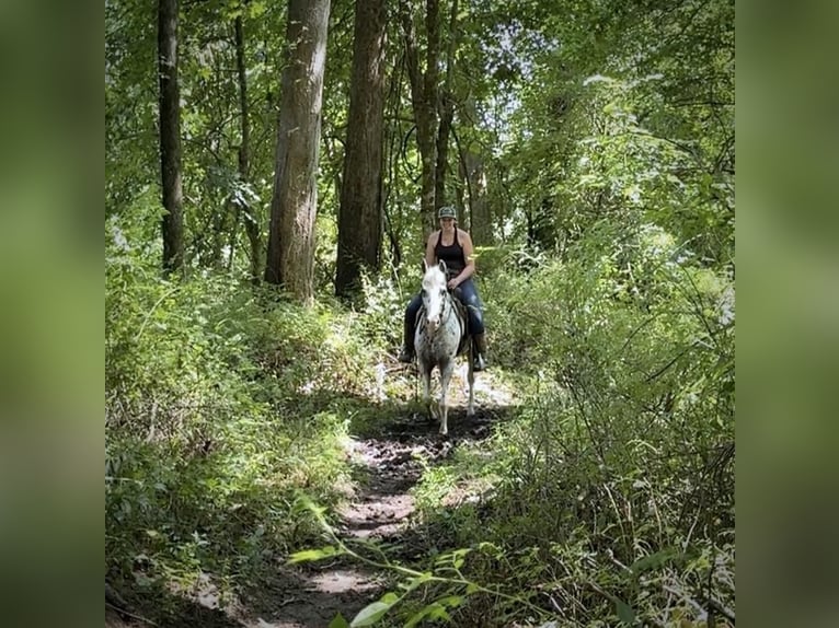 Pony de las Américas Caballo castrado 11 años 147 cm in Granby, CT