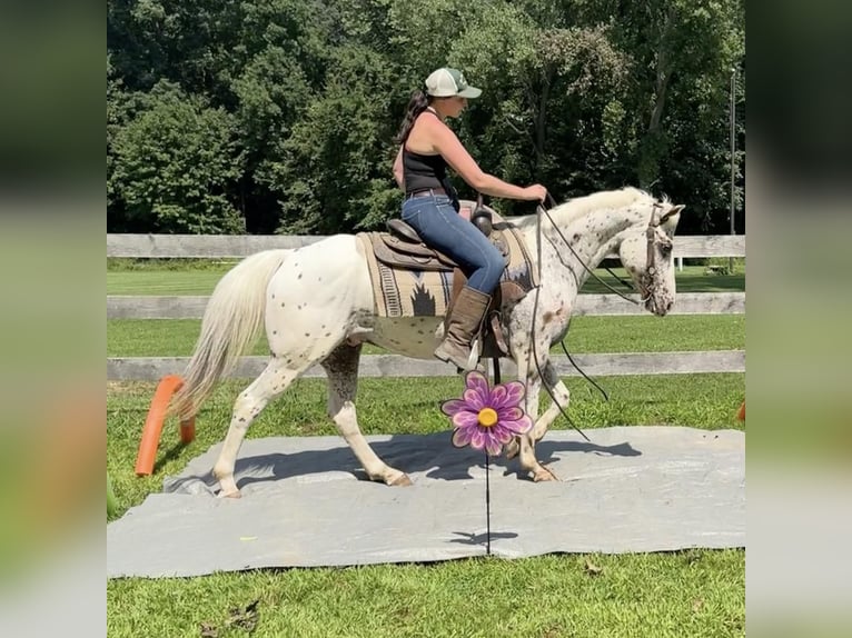 Pony de las Américas Caballo castrado 11 años 147 cm in Granby, CT