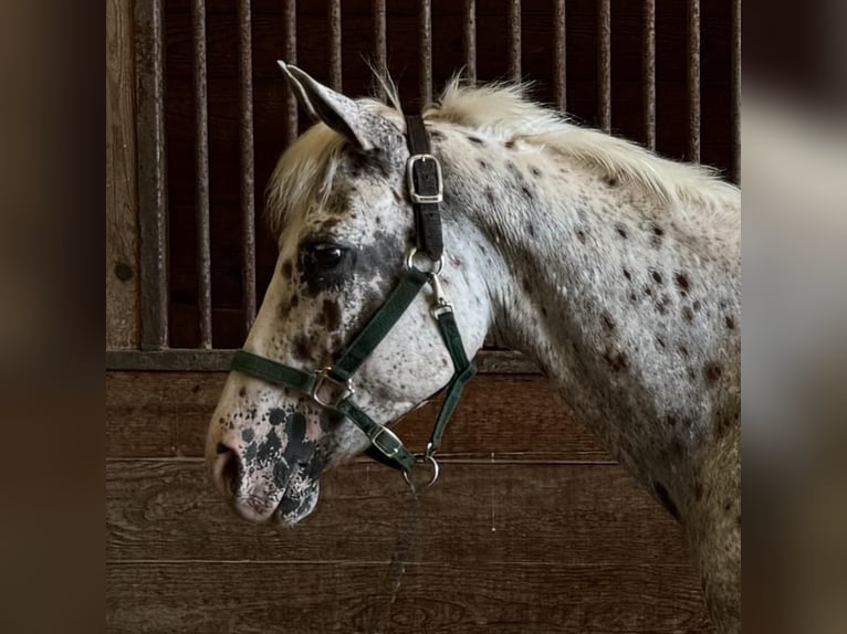 Pony de las Américas Caballo castrado 11 años 147 cm in Granby, CT