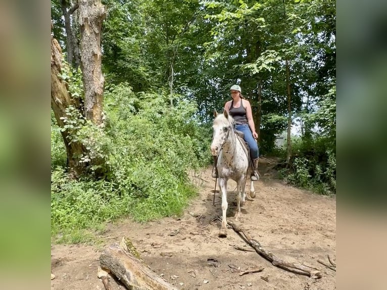 Pony de las Américas Caballo castrado 11 años 147 cm in Granby, CT