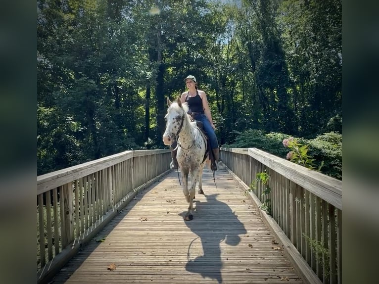 Pony de las Américas Caballo castrado 11 años 147 cm in Granby, CT