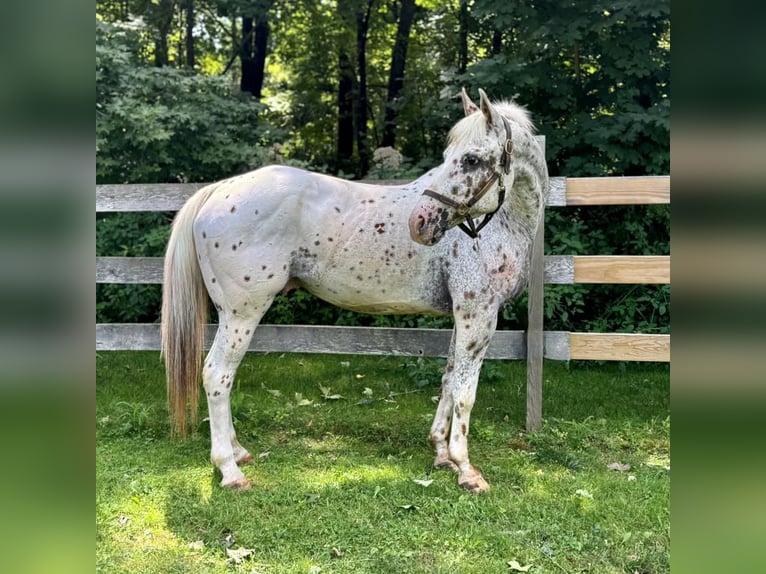 Pony de las Américas Caballo castrado 11 años 147 cm in Granby, CT