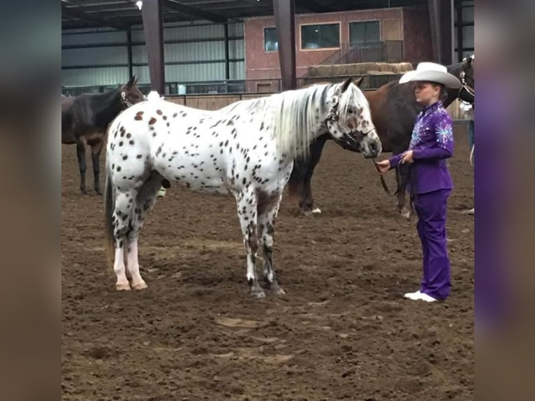 Pony de las Américas Caballo castrado 11 años in Robards, KY