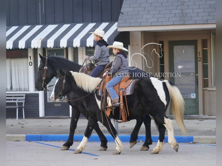 Pony de las Américas Caballo castrado 12 años 132 cm Tobiano-todas las-capas in Coal City, IN