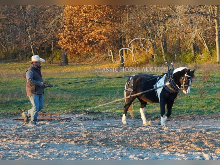 Pony de las Américas Caballo castrado 12 años 132 cm Tobiano-todas las-capas in Coal City, IN