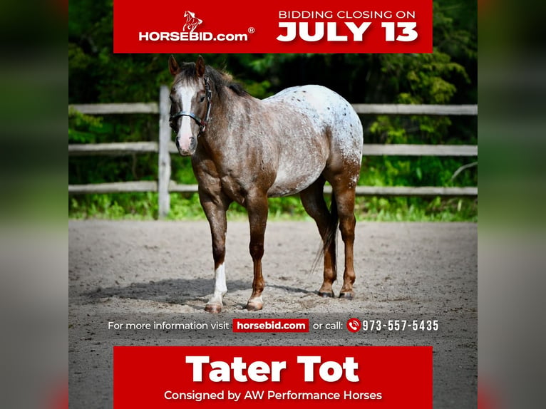 Pony de las Américas Caballo castrado 12 años Alazán-tostado in Newfoundland
