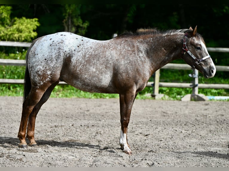 Pony de las Américas Caballo castrado 12 años Alazán-tostado in Newfoundland