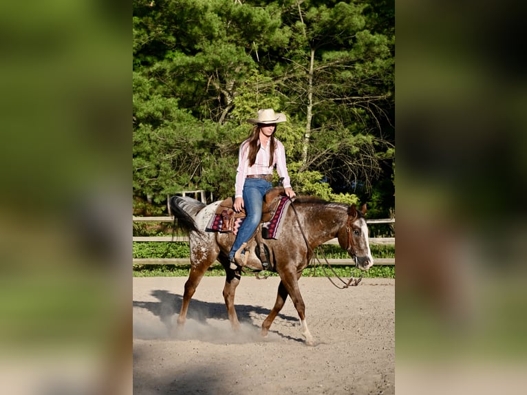 Pony de las Américas Caballo castrado 12 años Alazán-tostado in Newfoundland