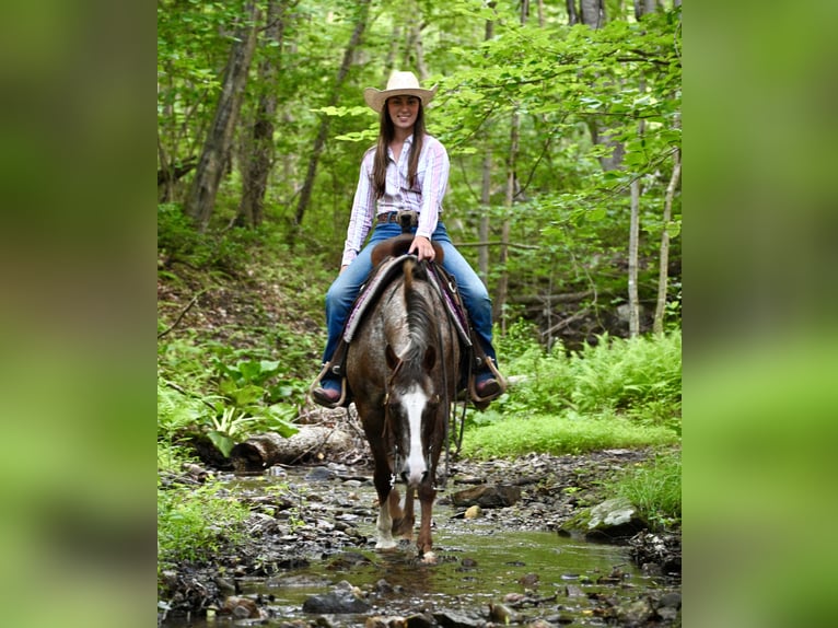 Pony de las Américas Caballo castrado 12 años Alazán-tostado in Newfoundland