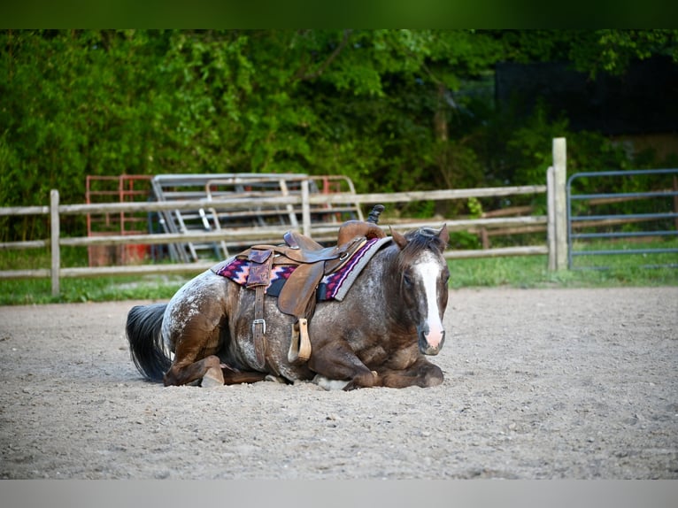 Pony de las Américas Caballo castrado 12 años Alazán-tostado in Newfoundland