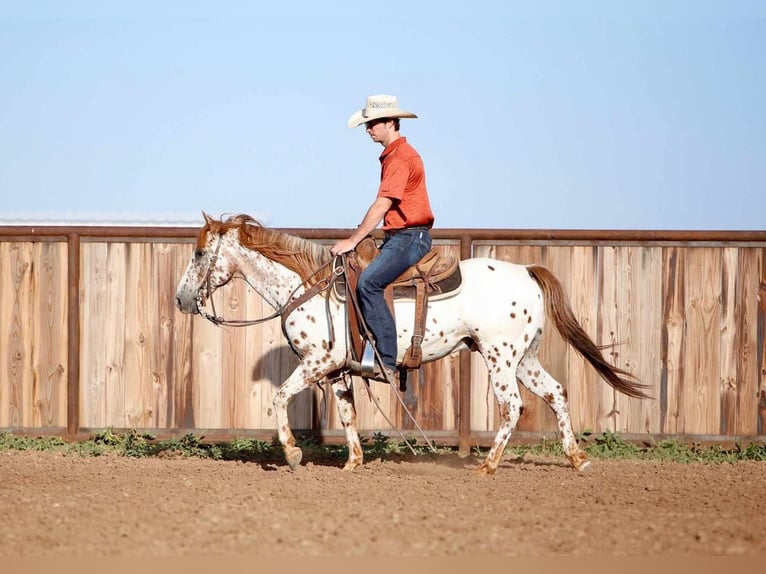 Pony de las Américas Caballo castrado 13 años 137 cm in Amarillo, TX