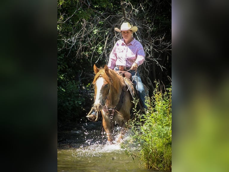 Pony de las Américas Caballo castrado 13 años 142 cm Ruano alazán in Cody, WY
