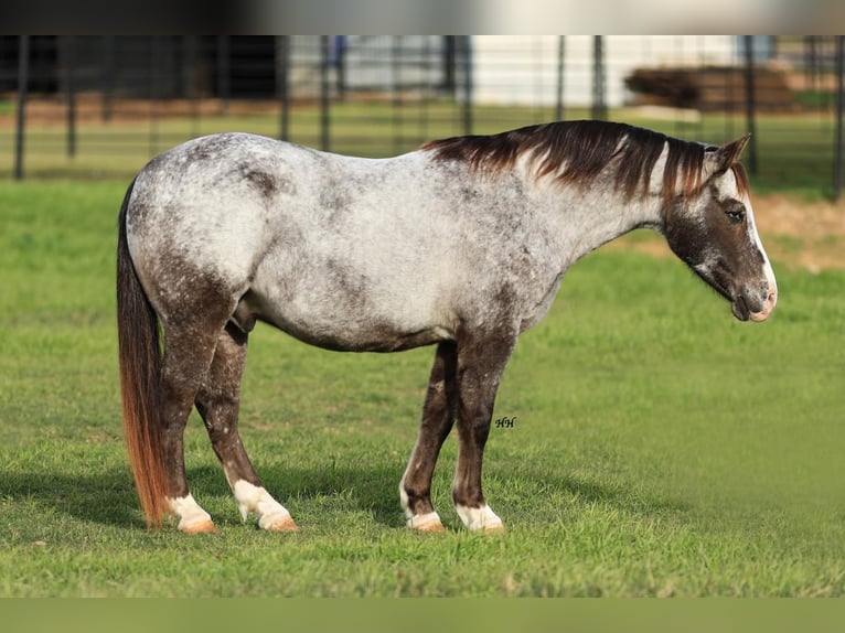 Pony de las Américas Caballo castrado 13 años in Joshua