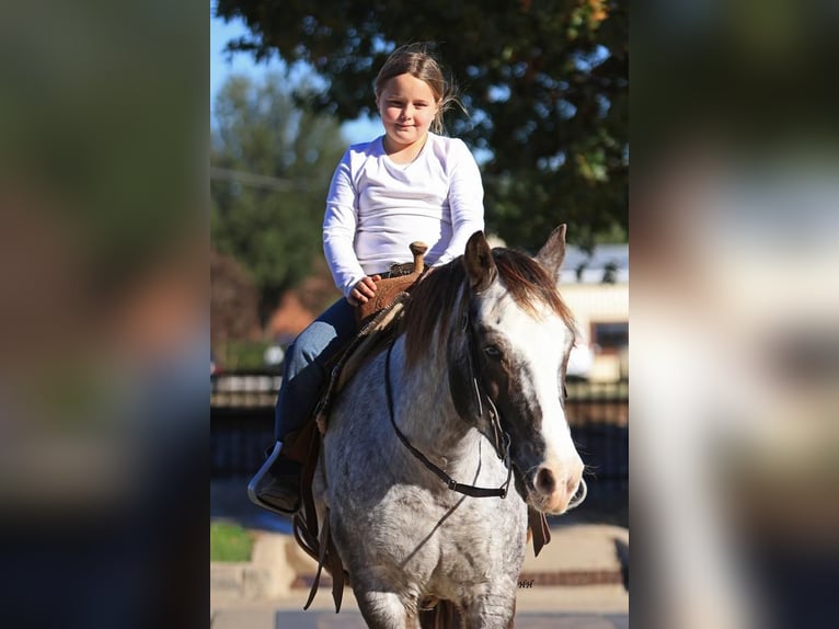 Pony de las Américas Caballo castrado 13 años in Joshua