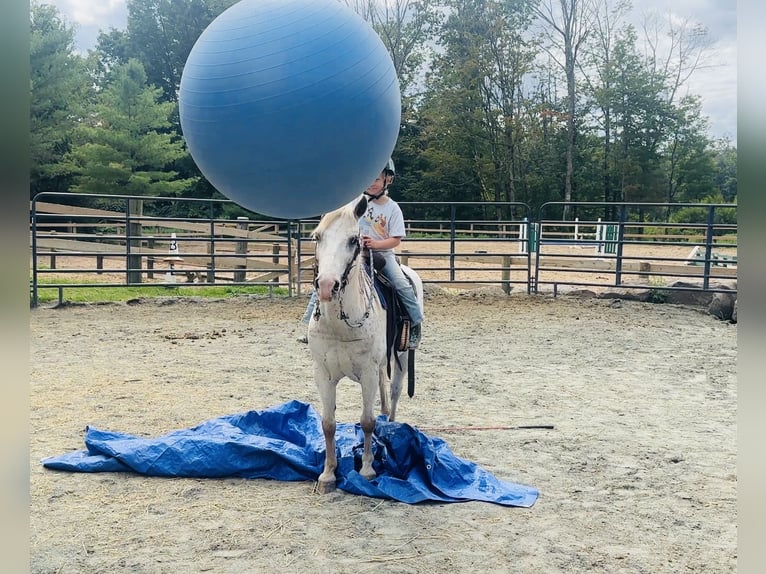 Pony de las Américas Caballo castrado 14 años 122 cm in Granville