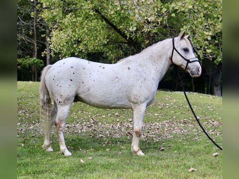 Pony de las Américas Caballo castrado 14 años 122 cm in Granville