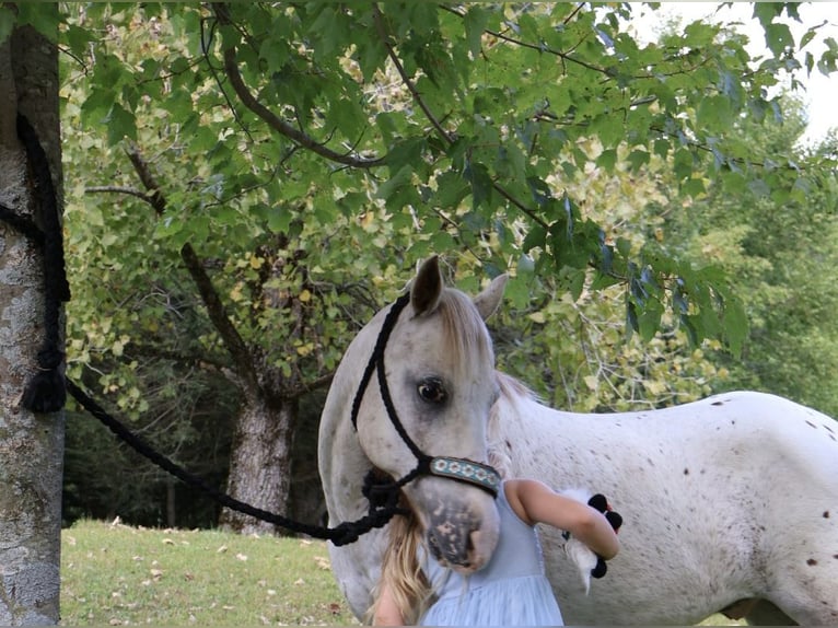 Pony de las Américas Caballo castrado 14 años 122 cm in Granville