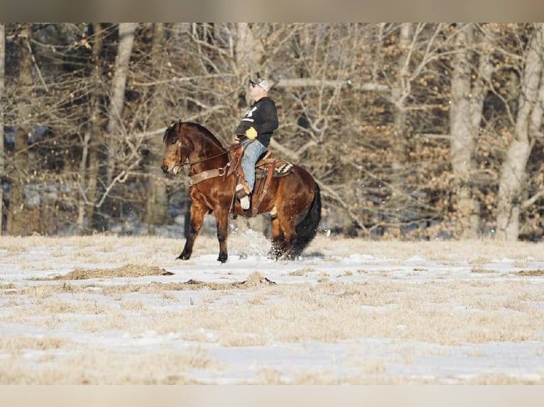 Pony de las Américas Caballo castrado 14 años 142 cm Alazán rojizo in Rineyville