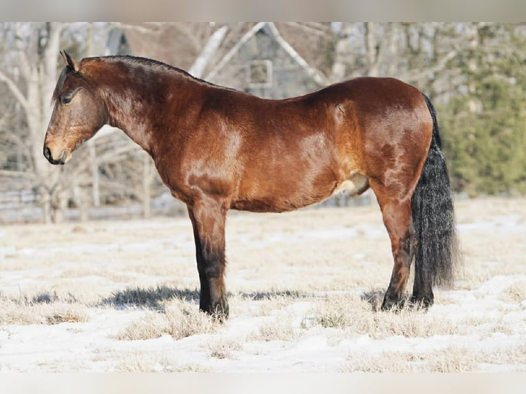 Pony de las Américas Caballo castrado 14 años 142 cm Alazán rojizo in Rineyville