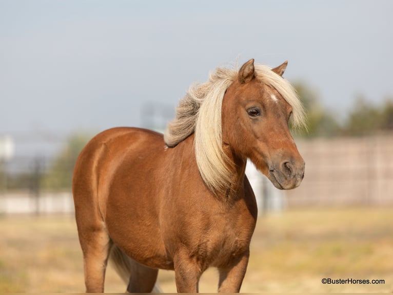 Pony de las Américas Caballo castrado 16 años 99 cm Alazán-tostado in Weatherford TX