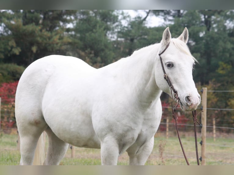 Pony de las Américas Caballo castrado 17 años White/Blanco in North Judson IN