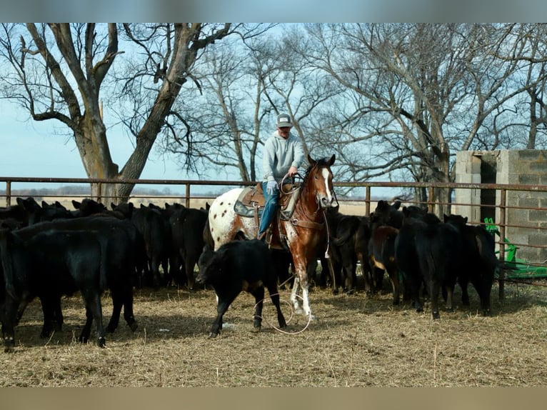 Pony de las Américas Mestizo Caballo castrado 4 años 145 cm  in Purdy
