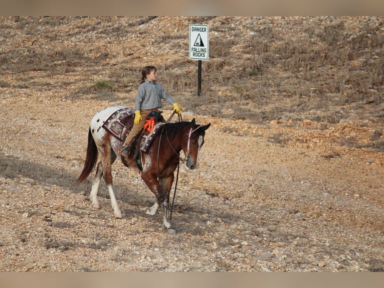 Pony de las Américas Mestizo Caballo castrado 4 años 145 cm  in Purdy