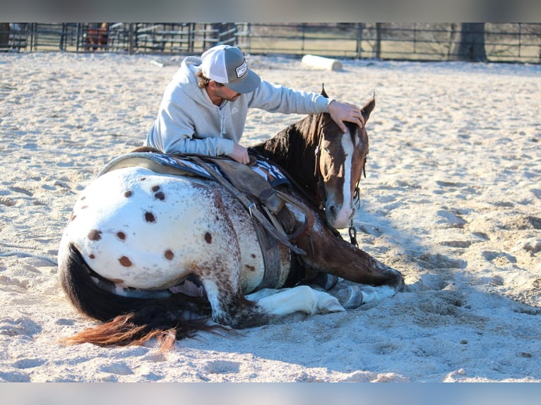 Pony de las Américas Mestizo Caballo castrado 4 años 145 cm  in Purdy