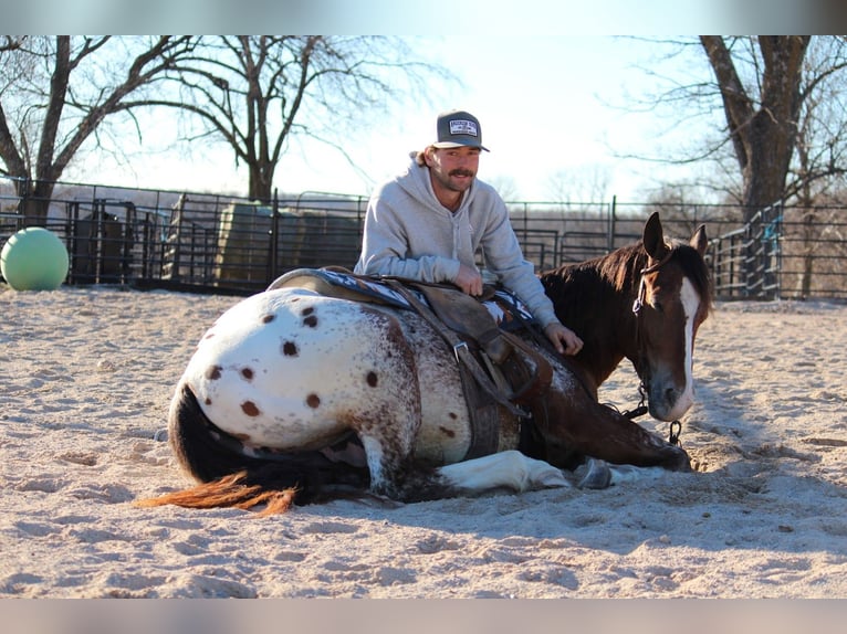 Pony de las Américas Mestizo Caballo castrado 4 años 145 cm  in Purdy