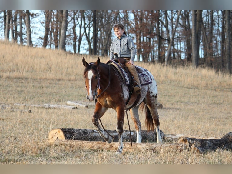 Pony de las Américas Mestizo Caballo castrado 4 años 145 cm  in Purdy